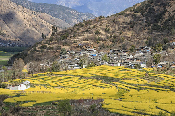 丽江石鼓村油菜花鸟瞰图。石鼓在中国云南，是南<strong>丝绸之路</strong>的一部分