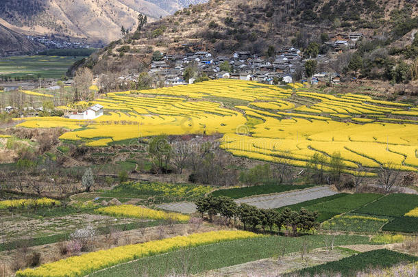 丽江石鼓村油菜花鸟瞰图。石鼓在中国云南，是南丝绸之路的一部分