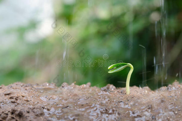 用雨水滴封闭幼嫩<strong>种子萌发</strong>和植物生长