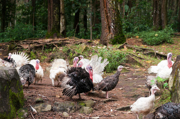 一群野生动物黑白羽毛火鸡在树林里散步。