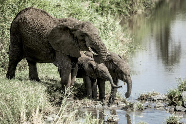 大象和小牛在塞伦盖蒂民族的水道里喝水
