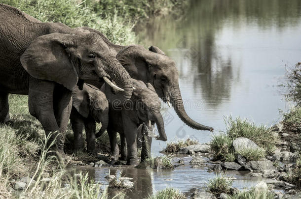 大象和小牛在塞伦盖蒂民族的水道里喝水