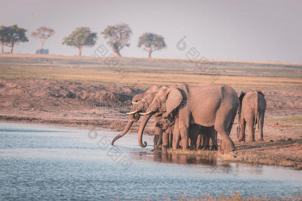 一群非洲大象在日落时从Chobe河喝水。 在Chobe国家公园进行野生动物狩猎和游船，