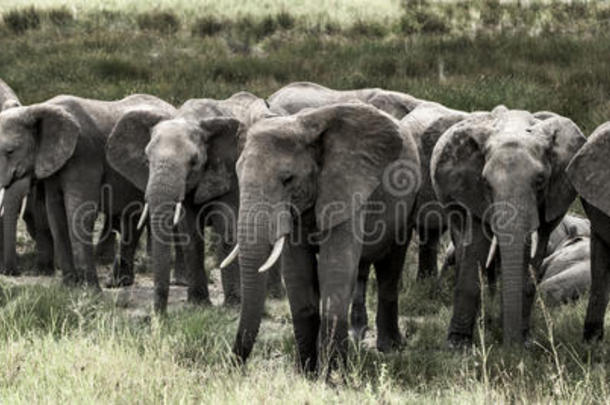 塞伦盖蒂国家公园里的一群大象