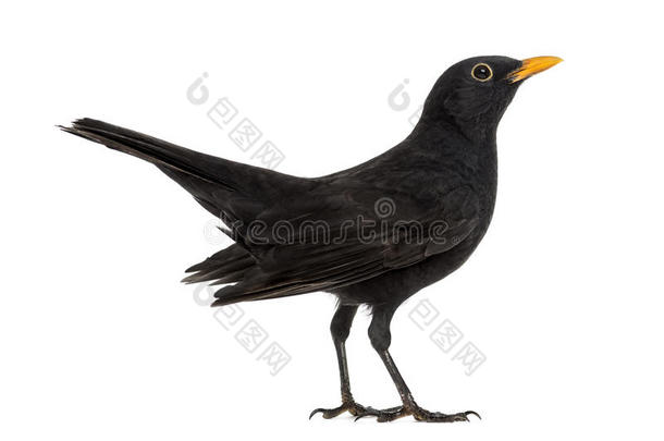 黑鸟TurdusMerula，孤立的
