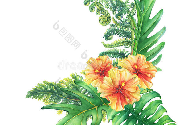 黄红色芙蓉花和热带植物的组成。