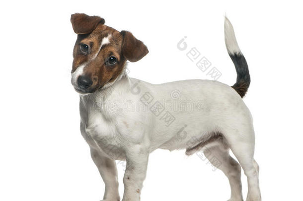 动物背景棕色的犬科动物食肉动物