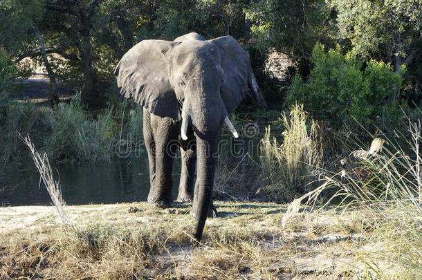 河边的大非洲大象和背景上的树木