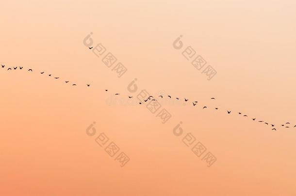 日落时一群鸟