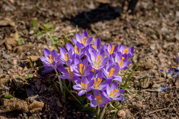 特写<strong>镜头俯视</strong>春天盛开的紫色番红花