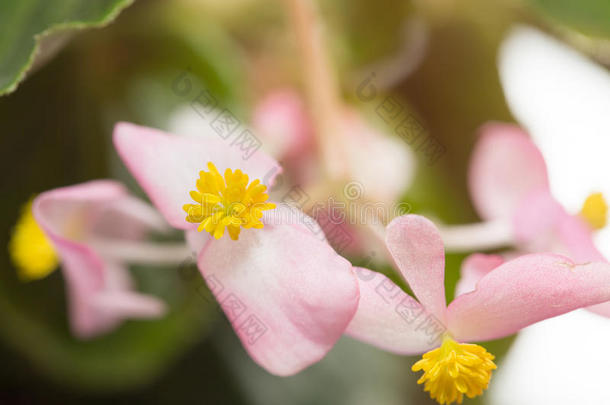 美丽的粉红色小花。 特写镜头