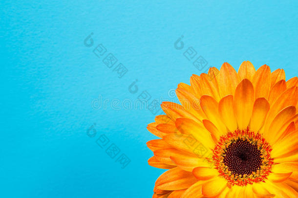明亮的橙色非洲菊花在蓝色细腻的背景