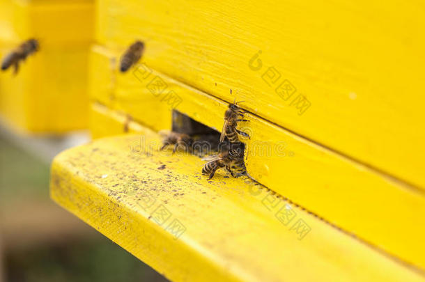 关闭蜜蜂进出蜂巢