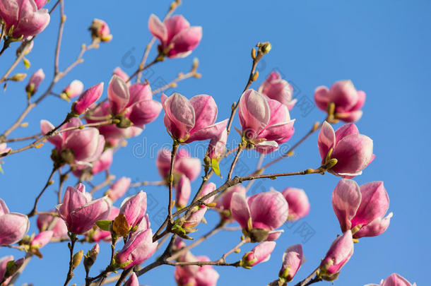 美丽的<strong>玉兰花</strong>在春天的季节上