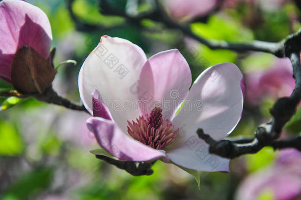 在植物园的早午餐上特写粉红色<strong>玉兰花</strong>