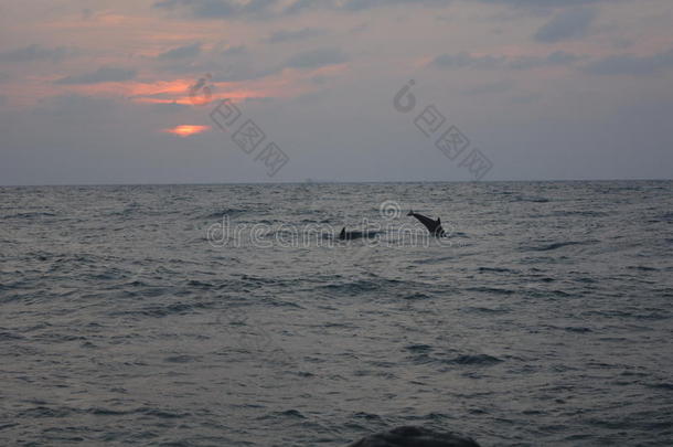 海豚在日落在红海海滩吉达。