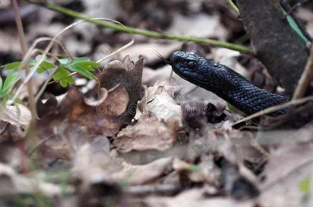 森林里的黑蛇长着舌头