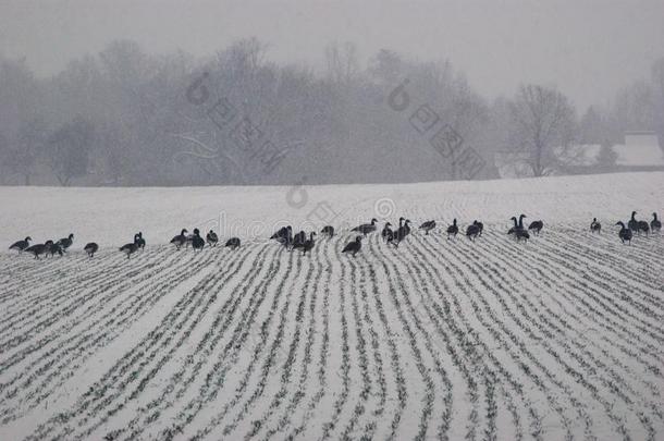 在一个下雪的冬天，鸭子在一条线上穿过白雪覆盖的田野