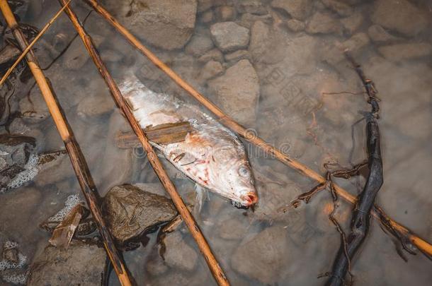 河上死鱼污染了水。