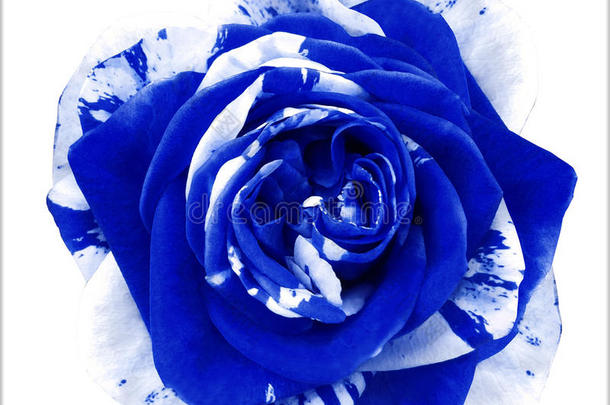 背景美丽的美女蓝色花束