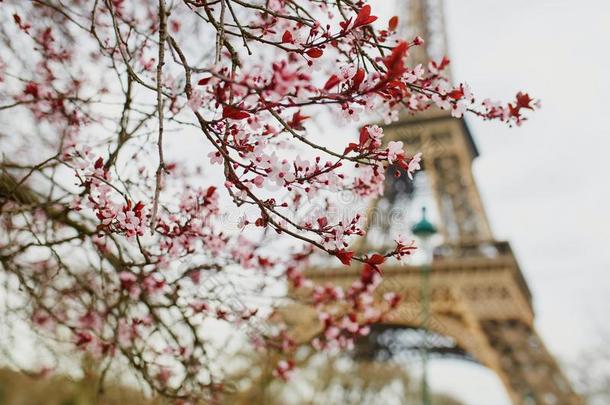 法国巴黎樱花季节
