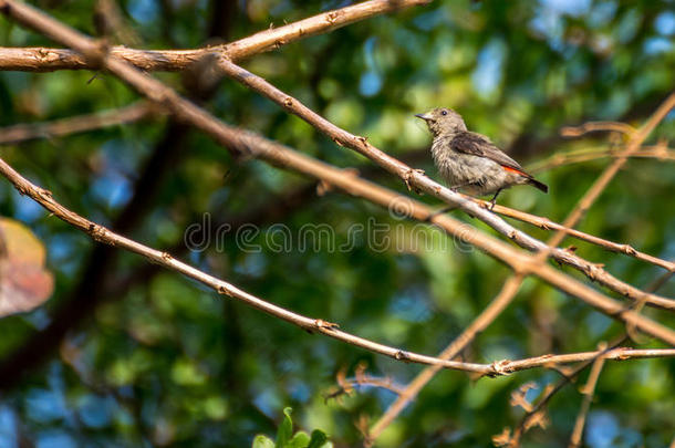 树上的鸟(朱红色背的啄花鸟
