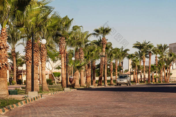 埃及热带度假胜地的一条带棕榈树的小巷