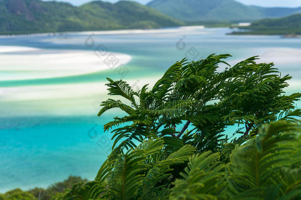 绿色热带植物与背景上的热带景观紧密相连