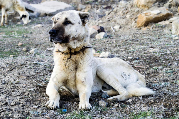 牧羊犬，保护绵羊免受狼倦的狗牧羊犬，休息的牧羊犬