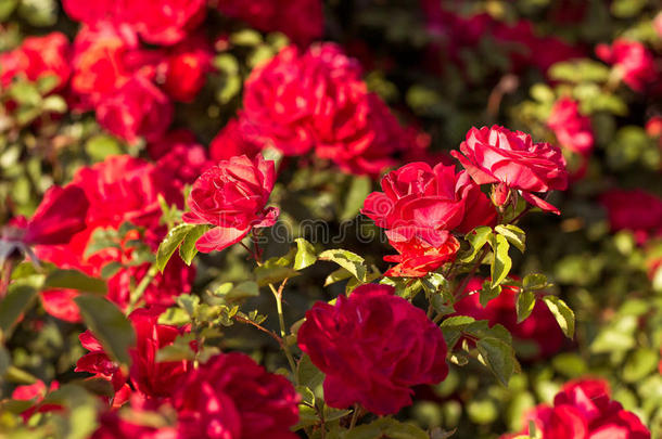 春天花园里美丽的<strong>红玫瑰</strong>灌木。 <strong>红玫瑰</strong>。 <strong>盛开</strong>的花园。 春天。 夏天。