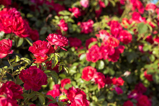 春天花园里美丽的红玫瑰灌木。 红玫瑰。 盛开的花园。 春天。 夏天。