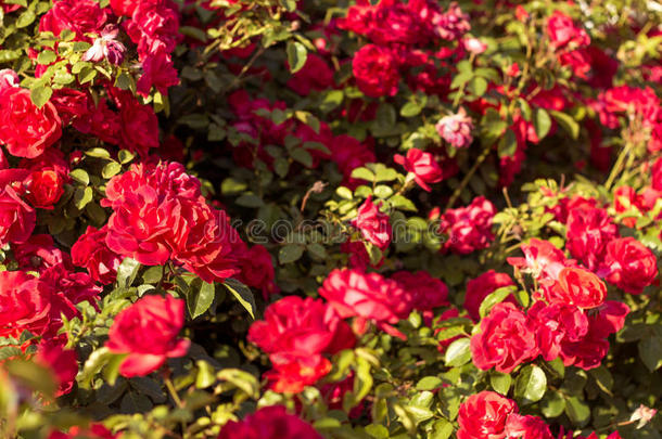 春天花园里美丽的红玫瑰灌木。 红玫瑰。 盛开的花园。 春天。 夏天。
