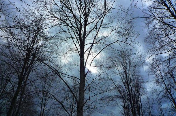 森林的细节与无叶树在春天在一个多云的黄昏在日落