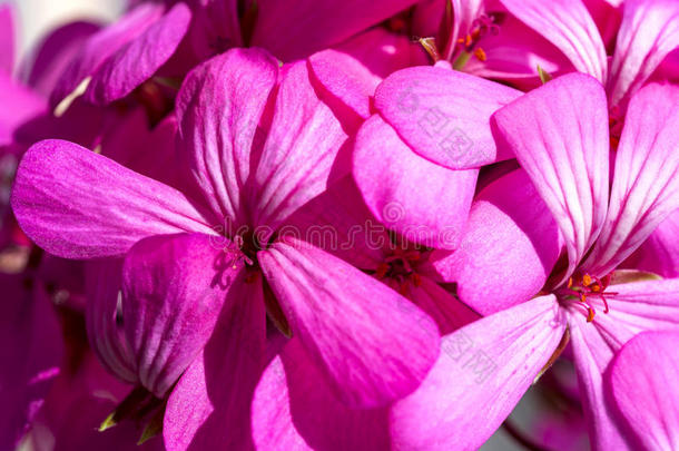 美丽的仙女梦幻的魔法粉红色紫色花朵在褪色的模糊背景上