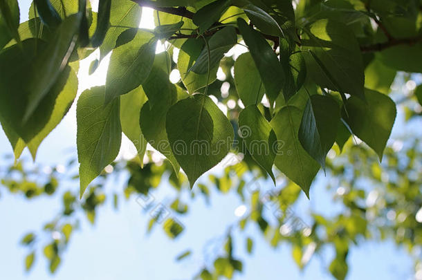 碧蓝的天空上绿树成荫