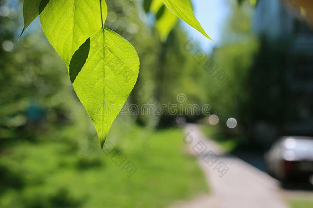 碧蓝的天空上绿树成荫