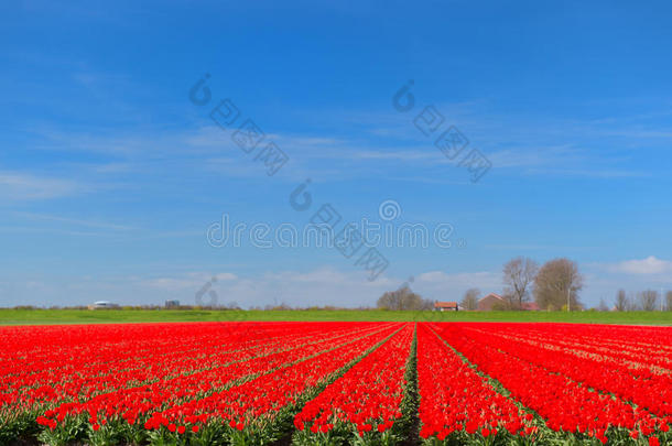 荷兰景观与红色郁金香