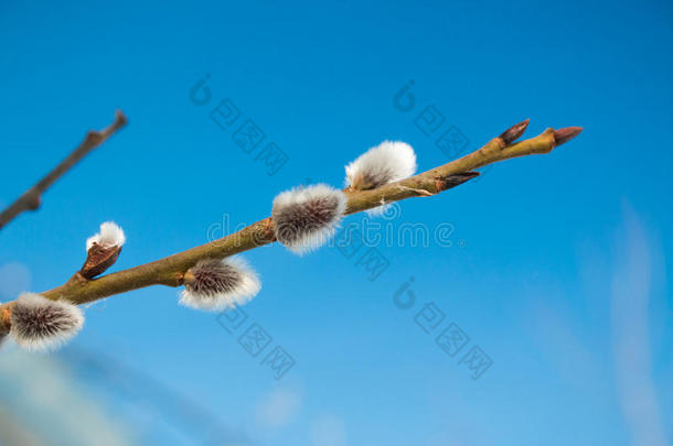 春天<strong>柳树枝条</strong>上蓬松的花蕾，映衬着蓝天背景的宏观