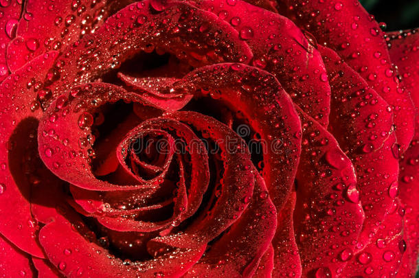 美丽的红花，上面有<strong>露珠</strong>，<strong>特写</strong>。明亮的红玫瑰。