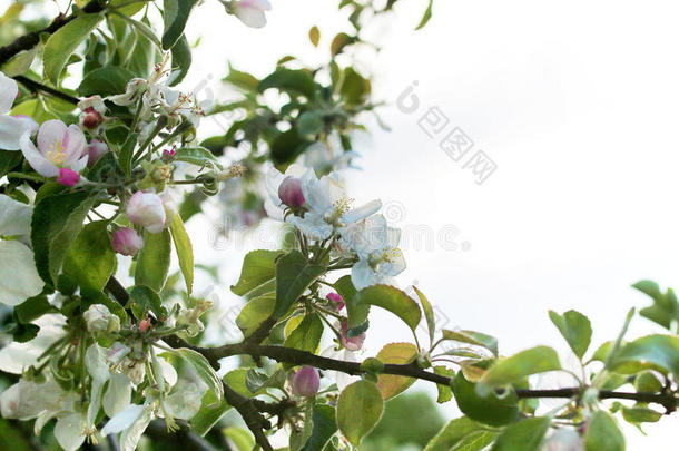 早春开花苹果树，有明亮的白色花朵