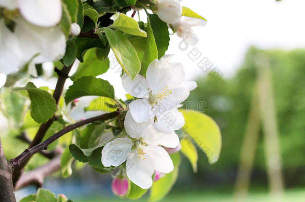 早春开花苹果树，有明亮的白色花朵