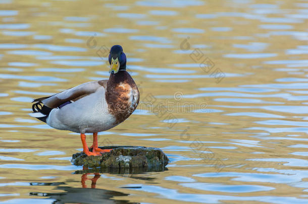 鸟在户外野生动物河流湖水站着看羽毛