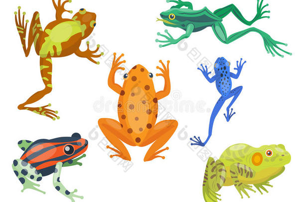 青蛙卡通热带动物卡通自然图标有趣和孤立的吉祥物人物野生滑稽森林蟾蜍两栖动物
