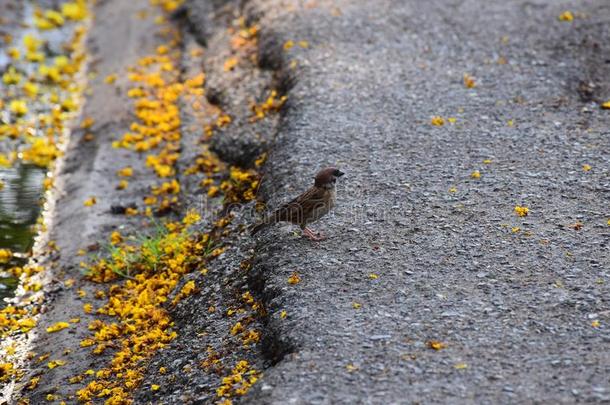 一只小鸟站在路边。