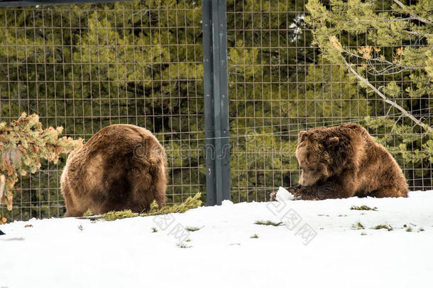 灰熊在冬天用雪生活，吃着玩着寒冷
