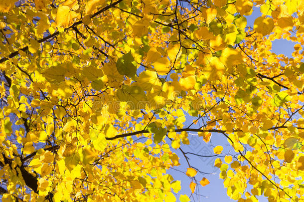 黄叶冠的秋树