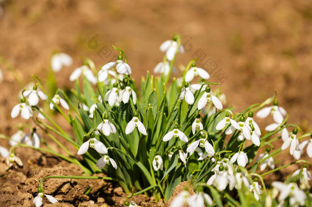 娇嫩的雪花是春天的象征之一，告诉我们