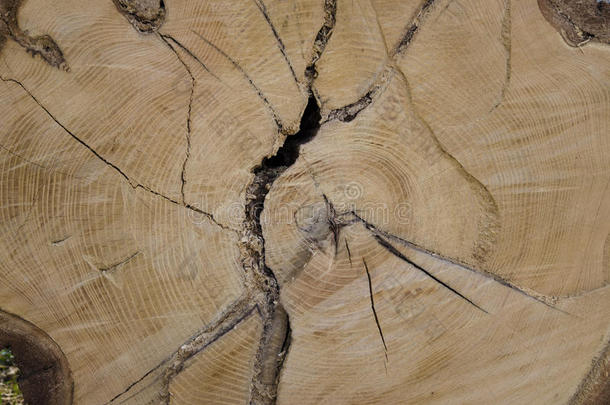 细节纹理树硬木与树环