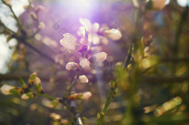 盛开的樱桃树枝上有花