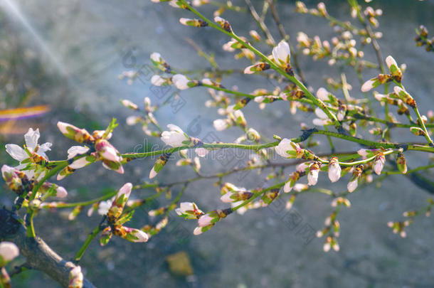 果树盛开的花朵